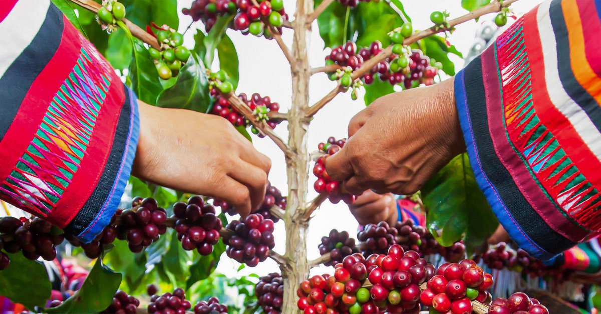 sustainable coffee sales